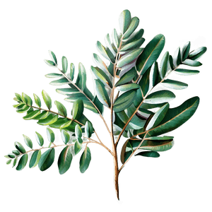Hand Drawn Eucalyptus PNG 52 PNG