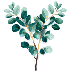 Hand Drawn Eucalyptus PNG ism PNG