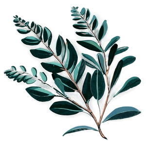 Hand Drawn Eucalyptus PNG vry34 PNG