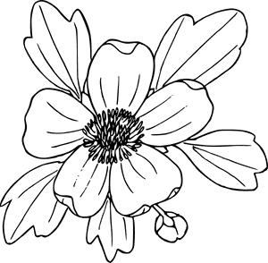 Flower Outline Images - Buttercup Flower Line Drawing, HD Png Download PNG image with transparent background