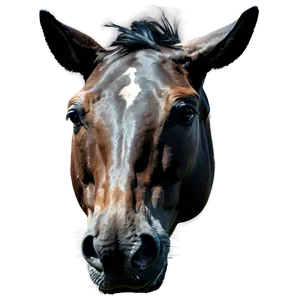 Hand Drawn Horse Head Art Png 06122024 PNG Image