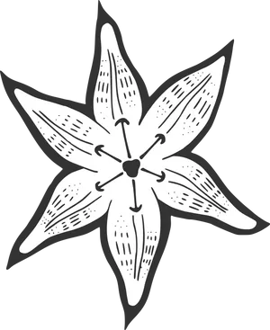 Hand Drawn Lily Flower Illustration PNG Image