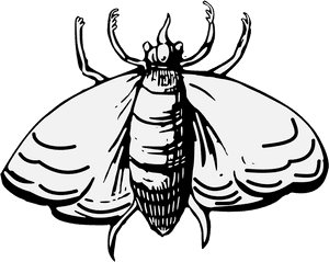 Moth, HD Png Download PNG