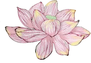 Hand Drawn Pink Lotus Flower PNG Image