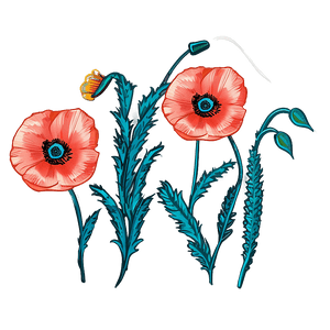 Hand-Drawn Poppy Sketch PNG 06112024 PNG image with transparent background