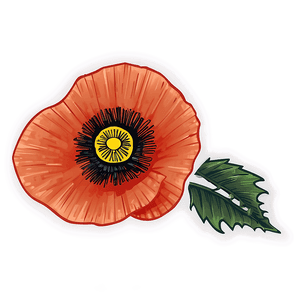 Hand-Drawn Poppy Sketch PNG ejg66 PNG image with transparent background