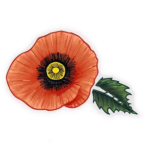 Hand-drawn Poppy Sketch Png Ejg66 PNG Image