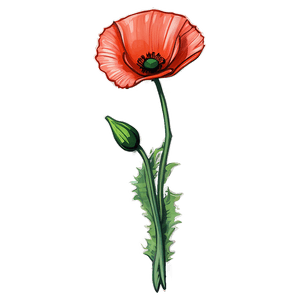 Hand-Drawn Poppy Sketch PNG msp PNG image with transparent background