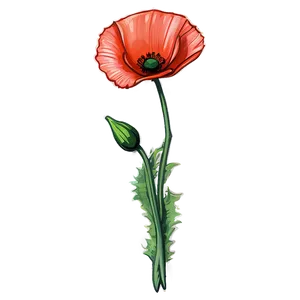 Hand-drawn Poppy Sketch Png Msp PNG Image