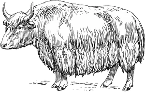 Hand Drawn Yak Illustration PNG Image