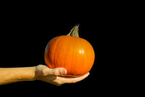 Hand Holding Orange Pumpkin Black Background PNG image with transparent background
