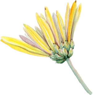 Hand Painted A Chrysanthemum Png Transparent - African Daisy, Png Download PNG image with transparent background