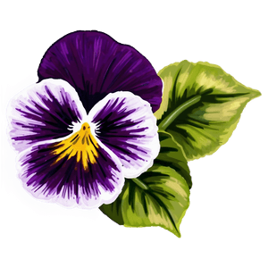 Hand Painted Pansy PNG 18 PNG
