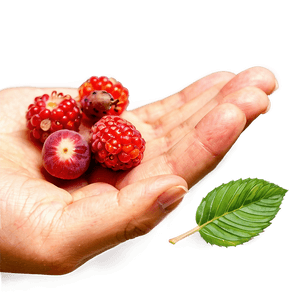 Hand-Picked Berries PNG 06122024 PNG with transparent background
