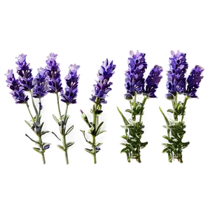 Hand-picked Lavender Png 50 PNG Image