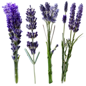 Hand-picked Lavender Png 54 PNG Image