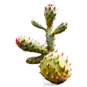 Hand-picked Prickly Pear Png Pxv89 PNG Image