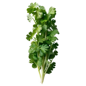 Handful Of Cilantro Png Fwd59 PNG Image