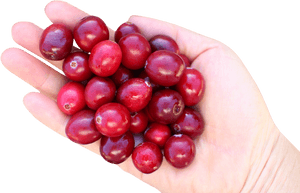 Cranberry In Hand Png Image, Transparent Png PNG image with transparent background