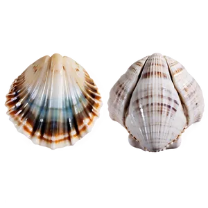 Handpicked Beach Shells Png Ekx PNG Image