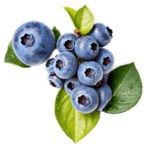 Handpicked Blueberries PNG 91 PNG image with transparent background