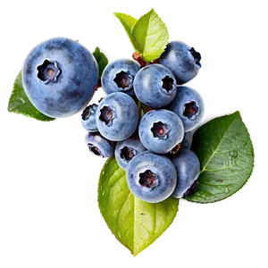 Handpicked Blueberries Png 91 PNG Image
