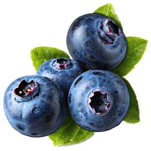 Handpicked Blueberries PNG ony PNG image with transparent background