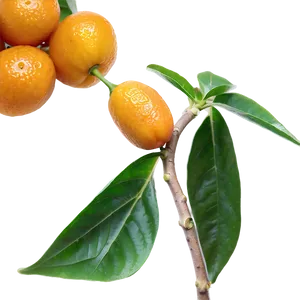 Handpicked Kumquat Png Lfk PNG Image