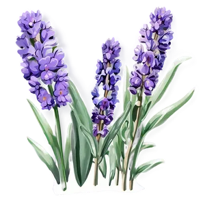 Handpicked Lavender Png 06132024 PNG Image