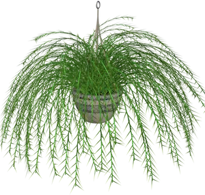 Hanging Fernin White Planter PNG Image