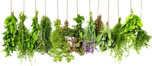 Hanging Fresh Herbs PNG Image