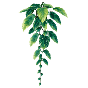 Hanging Green Leafy Vine PNG image with transparent background