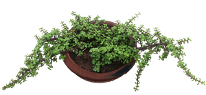 Hanging Green Plantin Terracotta Pot PNG