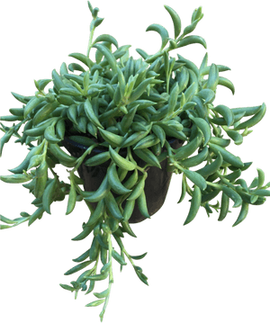 String Of Bananas'Class='lazyload Lazyload Fade In'- Ice Plant Family, HD Png Download PNG image with transparent background