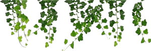 Vine Png Aesthetic - Hanging Vines Png, Transparent Png PNG image with transparent background