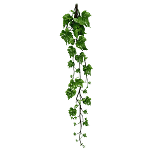 Hanging Green Vine.png PNG image with transparent background