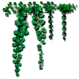Hanging Green Vines PNG image with transparent background