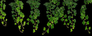 Hanging Green Vines Black Background PNG