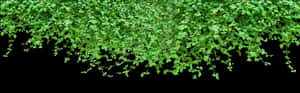 Hanging Green Vines Black Background PNG