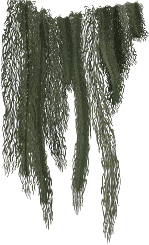 Hanging Moss Png - Jungle Vines Png Transparent, Png Download PNG image with transparent background