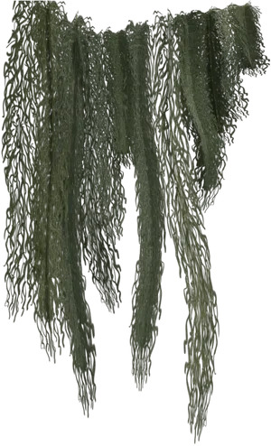 Hanging Green Vines.png PNG Image