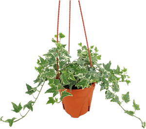 Flowerpot, HD Png Download PNG with transparent background