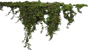 Hanging Ivy Transparent Background PNG Image