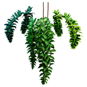 Hanging Plant PNG 05252024 PNG image with transparent background
