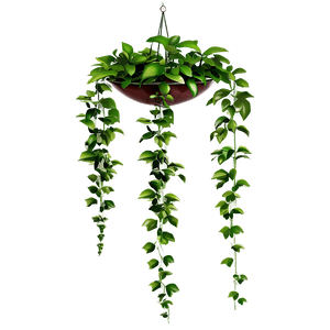 Hanging Plant PNG 05252024 PNG image with transparent background