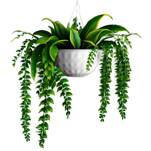 Hanging Plant PNG 38 PNG image with transparent background