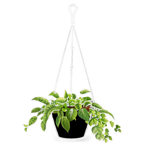 Hanging Plant PNG 53 PNG image with transparent background