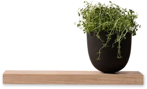 Hanging Plantin Black Pot PNG Image