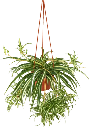 Hanging Spider Plantin Planter PNG Image