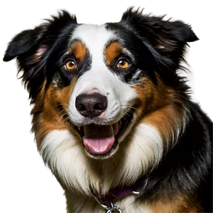 Happy Australian Shepherd Png Mdw PNG Image